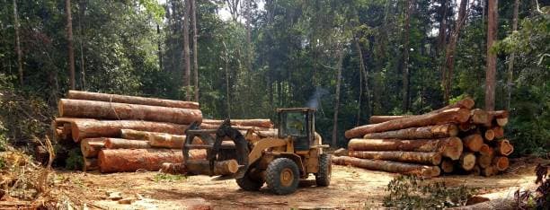 EUDR: Bagaimana Peraturan Deforestasi UE Mengubah Dokumentasi RanTAI Pasokan Bahan Kimia