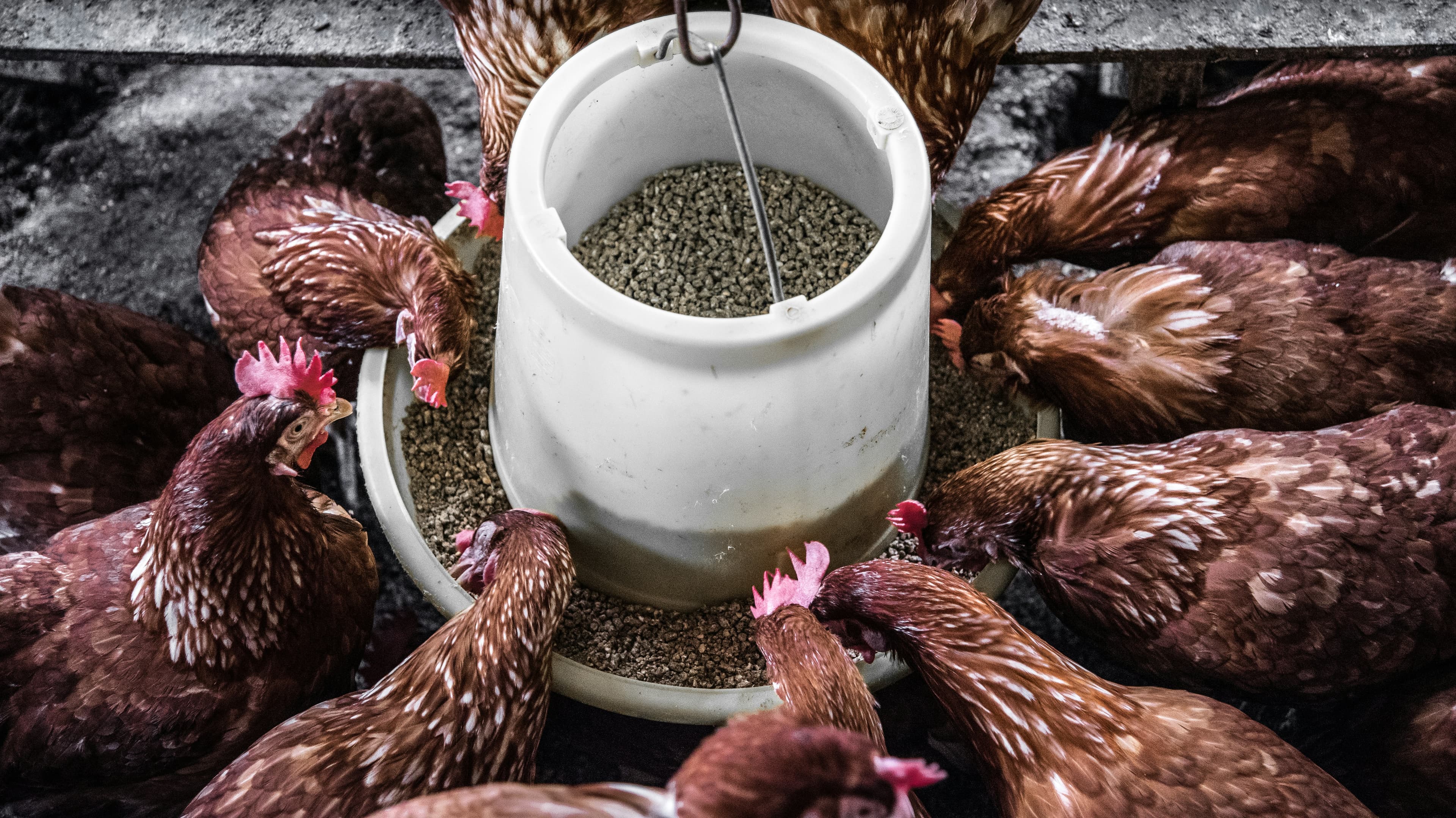Aditif Pakan Ternak: Kimia Di Balik Nutrisi Ternak yang Lebih Baik
