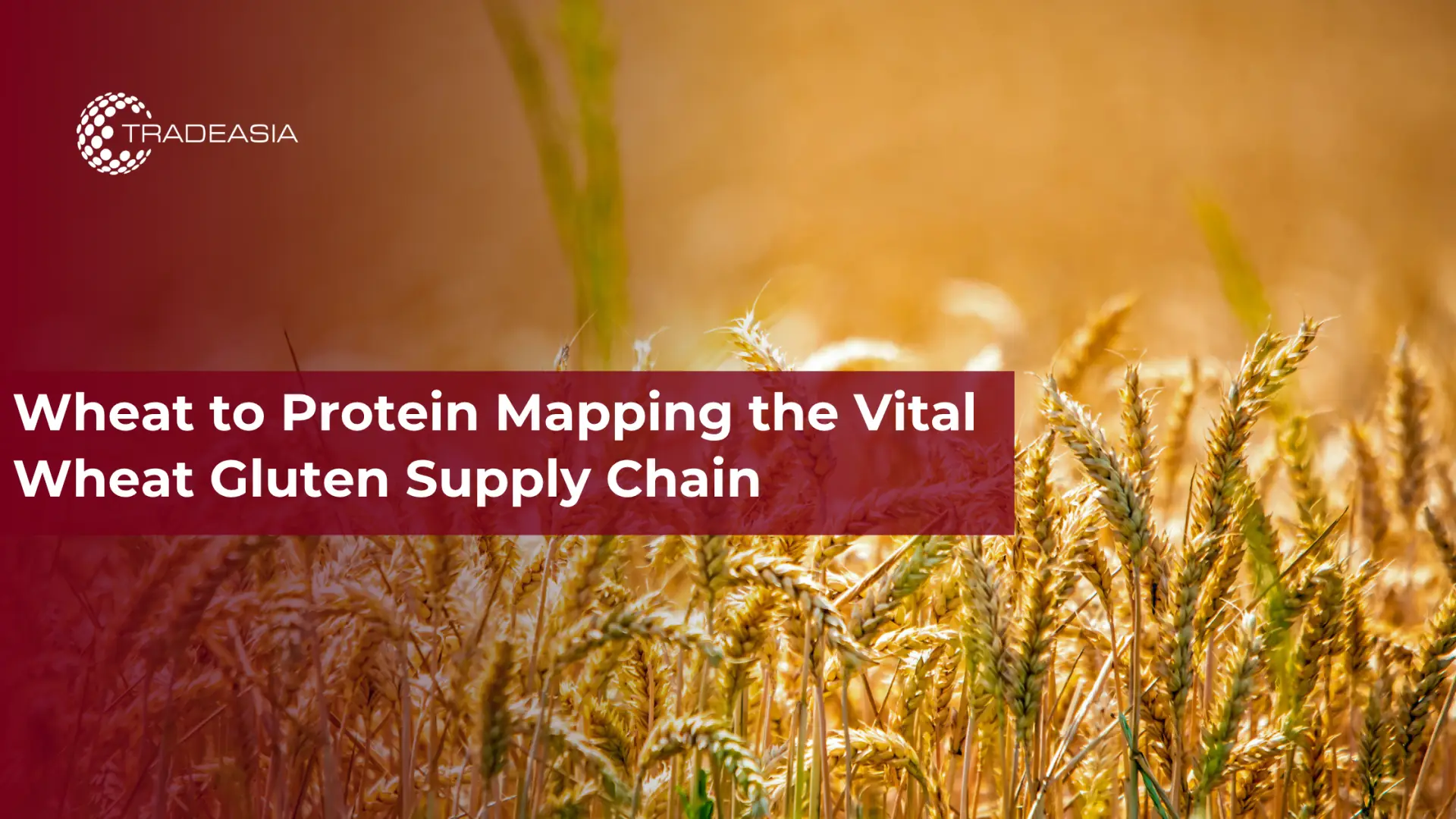 Gandum ke Protein Memetakan RanTAI Pasokan Gluten Gandum Vital