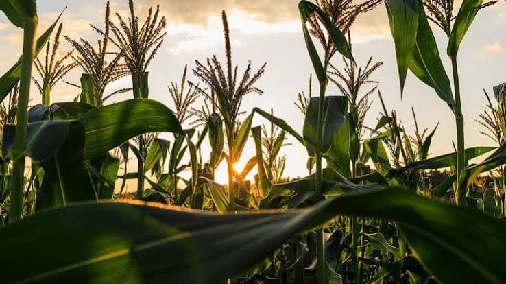 Pati Jagung: Penyerbukan Tanaman AS Lengkap — Hasil Pekan 26 USDA dan Apa Artinya