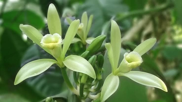 Vanillin dan Panen Madagaskar: Laporan Lapangan Juli dan Apa yang Mereka Sinyal untuk Harga H2
