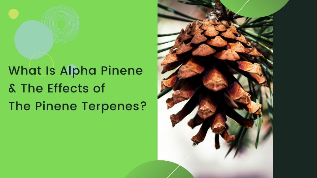 alpha pinene and its effects - blog banner